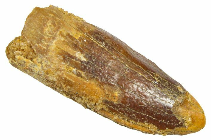 Fossil Sauropod Dinosaur (Titanosaur) Tooth - Morocco #369653